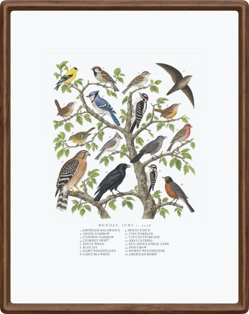 A collage painted by AI from the species heard on 1 June 2026