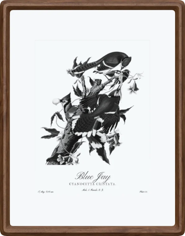 The 10-inch frame